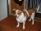 Adopt Buddy a Rat Terrier, Dachshund