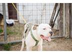 Adopt Beto a American Staffordshire Terrier