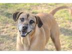 Adopt Gael a Black Mouth Cur, Labrador Retriever