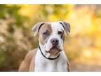 Adopt Chardonnay a American Pit Bull Terrier / Mixed dog in Escondido