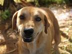 Adopt Lucas a Black Mouth Cur, Labrador Retriever