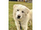 Adopt Marius a Great Pyrenees / Anatolian Shepherd / Mixed dog in Pottstown