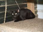 Adopt Tom a Bombay, Domestic Short Hair