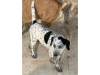 Adopt Bandido a Dalmatian, Labrador Retriever