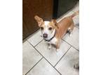Adopt Charlie McSnuggler a Jack Russell Terrier, Dachshund