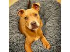 Adopt Mookie is MAGICAL a Mixed Breed, Pit Bull Terrier