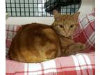 Adopt Garfield a Domestic Short Hair