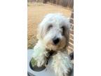 Adopt Kylo - Playful Pup a Maltipoo