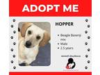 Adopt Hopper a Beagle