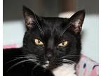 Adopt Squishy a All Black Domestic Shorthair / Domestic Shorthair / Mixed (short