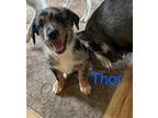 Adopt THOR a Catahoula Leopard Dog