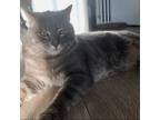 Adopt Jimmy a Gray, Blue or Silver Tabby Domestic Shorthair / Mixed (short coat)