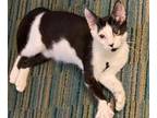Adopt Trouble INDOOR ONLY a Domestic Short Hair