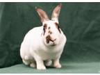 Adopt Lady Rowan *Medical Hold* a Mini Rex / Mixed (short coat) rabbit in Baton