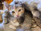 Adopt Beatrix - Bianca a Domestic Shorthair / Mixed cat in Warrenton