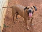Adopt ROSCOE RED a Red/Golden/Orange/Chestnut Mixed Breed (Medium) / Mixed dog
