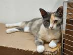Adopt Eda a Calico or Dilute Calico Domestic Shorthair / Mixed (short coat) cat