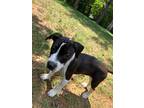 Adopt Reed a Black - with White Pit Bull Terrier / Mixed dog in Salisbury