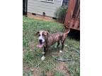 Adopt Huck a Brindle - with White Pit Bull Terrier / Boxer / Mixed dog in
