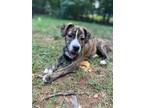 Adopt Birdie a Tricolor (Tan/Brown & Black & White) Pit Bull Terrier / Boxer /