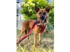 Adopt Stark a Jindo dog in LONG ISLAND CITY, NY (38497202)