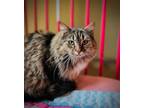 Adopt Tinker a Brown Tabby Domestic Longhair / Mixed (long coat) cat in
