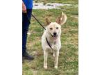 Adopt Frankie a Cattle Dog, Husky