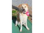 Adopt Ben a Great Pyrenees, Mixed Breed