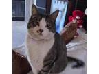 Adopt Frasier a Domestic Short Hair