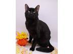 Adopt Onyx XVII a All Black Domestic Shorthair / Mixed cat in Muskegon