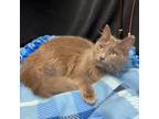 Adopt Marshmallow a Domestic Longhair / Mixed cat in Greenfield, IN (38437031)