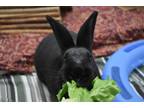 Adopt Bunyoncé a American / Mixed rabbit in Duncan, BC (38341681)
