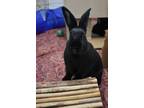 Adopt Mileap Cyrus a American / Mixed rabbit in Duncan, BC (38341678)
