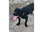 Adopt Mr. Debonair a Labrador Retriever, American Staffordshire Terrier