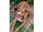 Adopt Zack a American Staffordshire Terrier