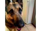 Adopt Peaty a German Shepherd Dog