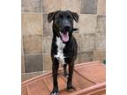 Adopt Chocodile a Cattle Dog, Labrador Retriever