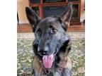 Adopt Rio a German Shepherd Dog