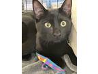 Adopt Raven a All Black Domestic Shorthair / Mixed (short coat) cat in San Mateo