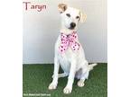 Adopt Taryn a Tan/Yellow/Fawn Labrador Retriever / Mixed dog in San Diego