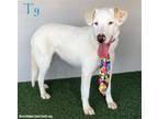 Adopt Ty a Tan/Yellow/Fawn Labrador Retriever / Mixed dog in San Diego