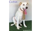 Adopt Graham a Tan/Yellow/Fawn Labrador Retriever / Mixed dog in San Diego