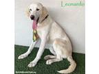 Adopt Leonardo a Tan/Yellow/Fawn Labrador Retriever / Mixed dog in San Diego