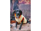 Adopt Baller a Australian Cattle Dog / Labrador Retriever / Mixed dog in Los