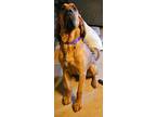Adopt Draq a Bloodhound