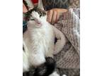 Adopt Gingham a Turkish Van, Tabby