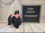 Adopt Spearmint a Black Other/Unknown / Mixed rabbit in Columbus, OH (38492058)