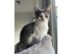 Adopt KOVU a Domestic Shorthair / Mixed (short coat) cat in Rockville
