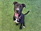 Adopt ARIES a Black Pit Bull Terrier / Labrador Retriever / Mixed dog in Tustin