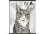 Adopt Sally, Willow Grove, PA FCID# 05/31/2023-15 a Gray